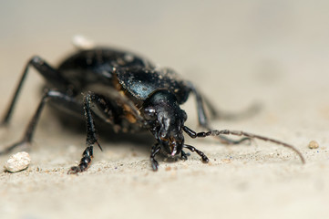 Carabus glabratus