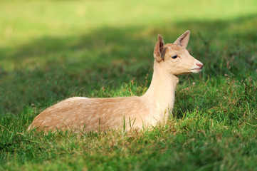 Young deer