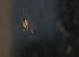 Araneus diadematus