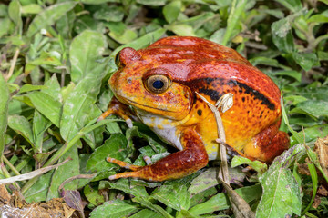 Obraz premium tomato frog, dyscophus antongilii, marozevo