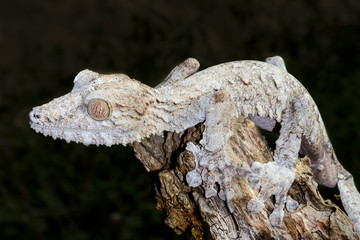 giant leaf-tail gecko, marozevo