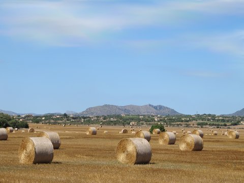 Balas de paja o pacas de heno, paisaje.