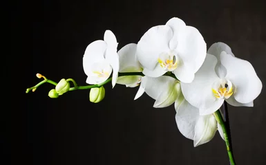 Tuinposter Close-up van witte orchideeën (phalaenopsis) tegen donkere achtergrond © Kaththea