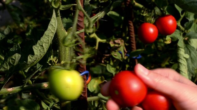 Raccolta pomodori