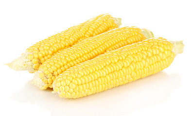 Fresh corn cobs isolated on white