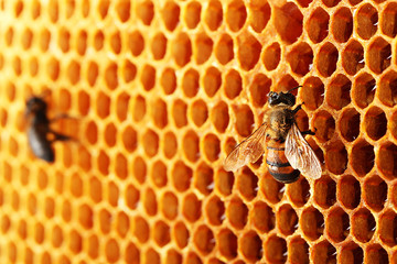 yellow beautiful honeycomb with honey and bee, background