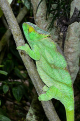 parson’s chameleon, marozevo