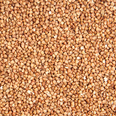 buckwheat;