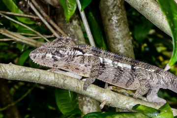 furcifer oustaleti, marozevo