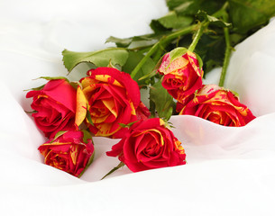 Beautiful red-yellow roses on white chiffon close-up