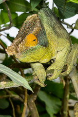 parson’s chameleon, marozevo
