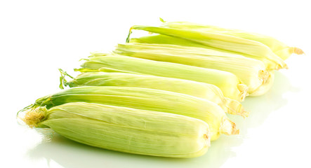 fresh corn, isolated on white