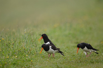 Austernfischer, Eurasian oystercatcher, Haematopus ostralegus