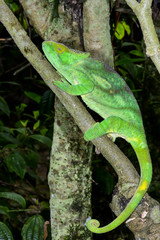 parson’s chameleon, marozevo © hakoar