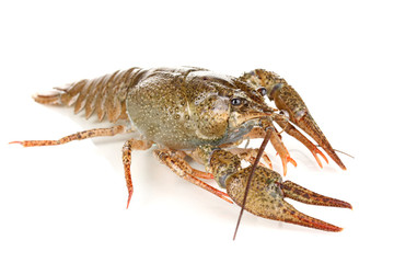 green crawfish isolated on white close-up