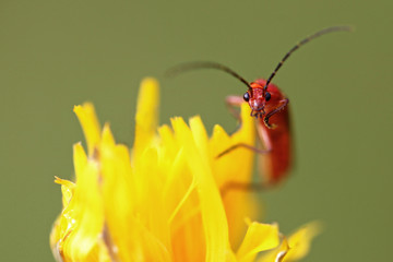 Red Bug