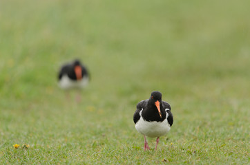 Austernfischer, Eurasian oystercatcher, Haematopus ostralegus