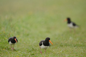 Austernfischer, Eurasian oystercatcher, Haematopus ostralegus