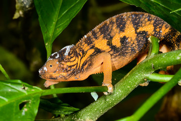 panther chameleon, marozevo © hakoar
