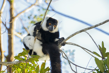 black-and-white ruffed lemur, lemur island, andasibe