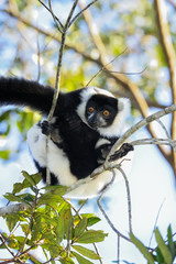 black-and-white ruffed lemur, lemur island, andasibe