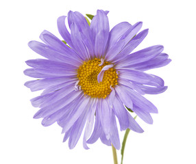 Fototapeta premium aster isolated