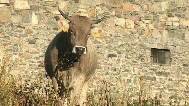 Mucca