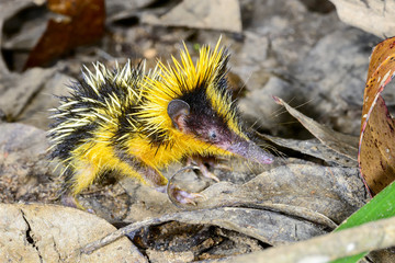 lowland streaked tenrec , andasibe