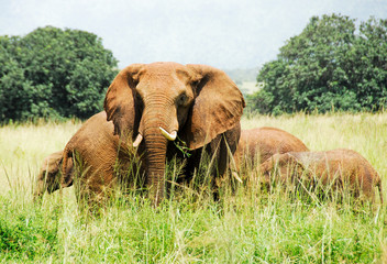 Fototapeta na wymiar Stado słoni Kidepo Valley National Park, Uganda