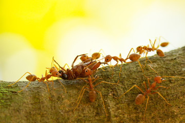 Ants in a tree carrying a death bug