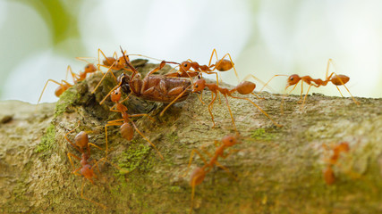Ants in a tree carrying a death bug