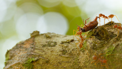 Ants in a tree carrying a death bug