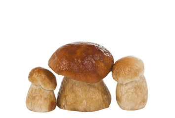ceps isolated
