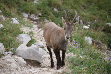 Bouquetin