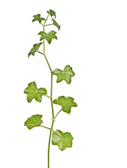 Naklejka premium Ivy