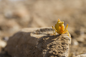 grasshopper close up