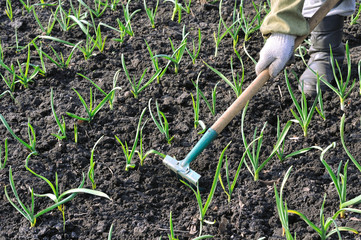 raking of garlic plantation