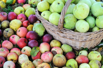 colorful organic apples