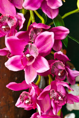 beautiful purple orchid © waranon jankerd