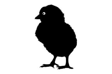A silhouette of a cute little baby chicken