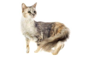 chat maine coon