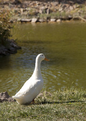 White goose standing on grass  