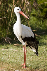 zoo-Stork on his long legs