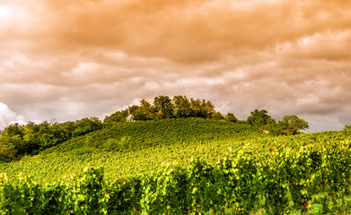 Weingut an der hessischen Bergstraße