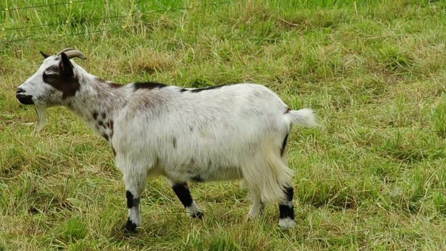 Zwergziege