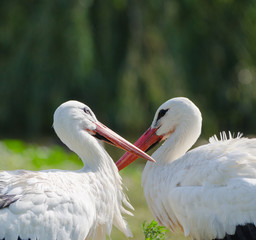 Cicogne durante il corteggiamento