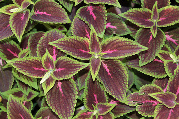 Coleus or Painted Nettle