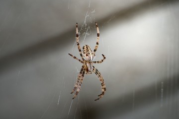 big spider