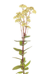 Sedum great
