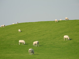 Obraz premium Schafe am Deich